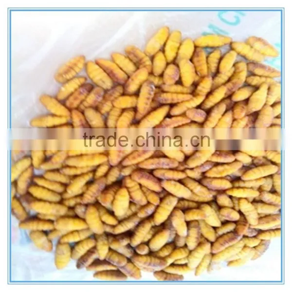 New Season Fresh IQF Frozen Silkworm photo-6