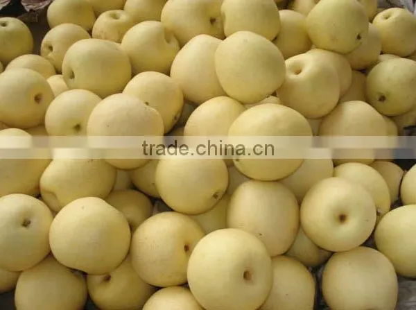 New Fresh Gong Pear 2015 photo-6