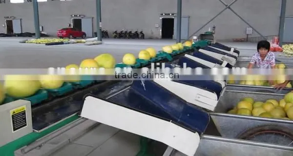 Fruits Shaddock Grading Machine Sorter Grader Separator Weight Sorting Machine photo-2