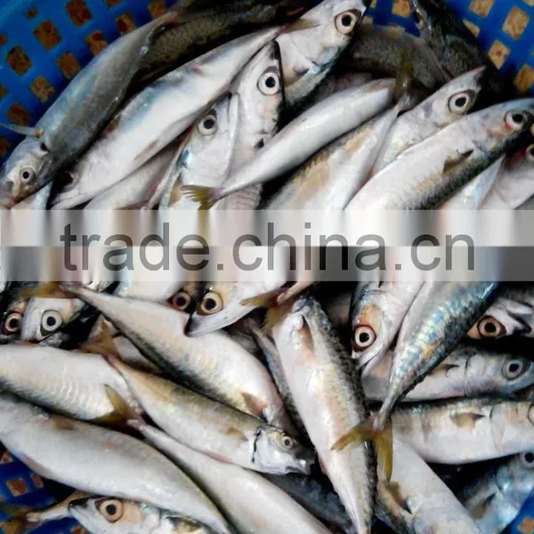 Frozen Mackerel Prices photo-2