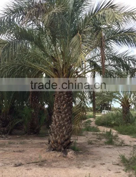 Phoenix Dactylifera "Date Palm Tree" photo-3