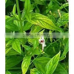 Andrographis Paniculata Extract photo-2