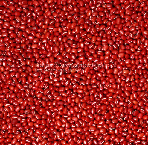 Beans photo-4