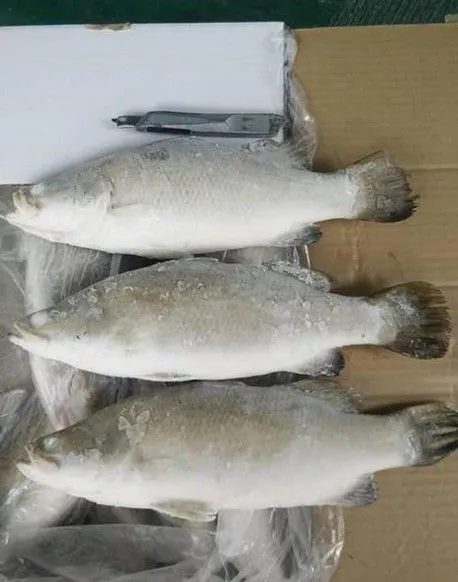 Frozen Barramundi photo-2