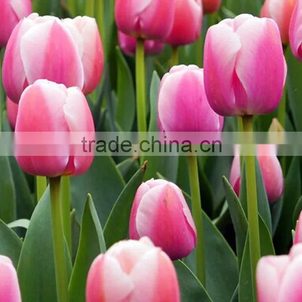 Super Quality Antique Tulip for Sale photo-6