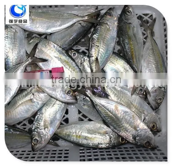 Wholesale Fishing Frozen Yellow Tail Horse Mackerel Fish photo-4