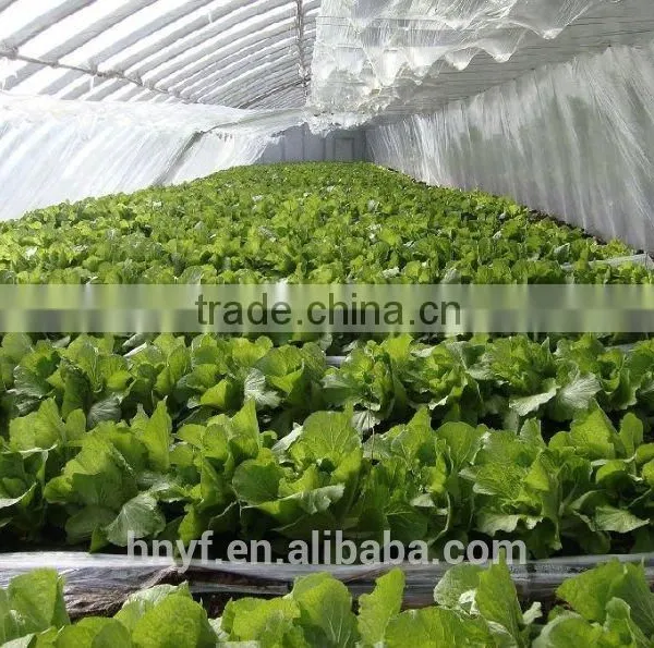 GREENHOUSE FILM photo-3
