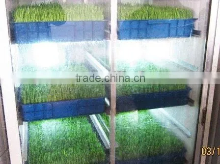 Seedling Planting Machine/oat Sprout Machine/ Wheat Sprout Machine photo-3