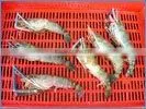 HL Scampi