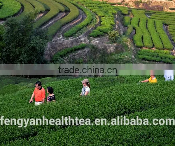 New Product Chinese Aged Oolong Tea For Sale photo-6