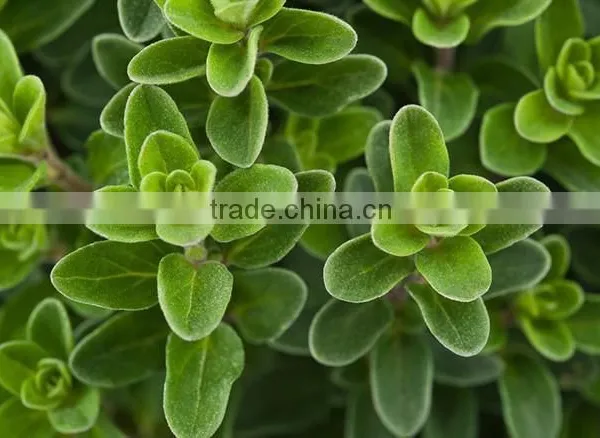 100% Pure Oregano Essential Oil