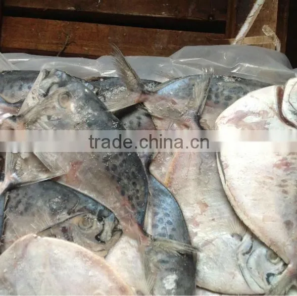 High Quality Frozen Fish Whole Round Moon Fish 100-150g photo-3