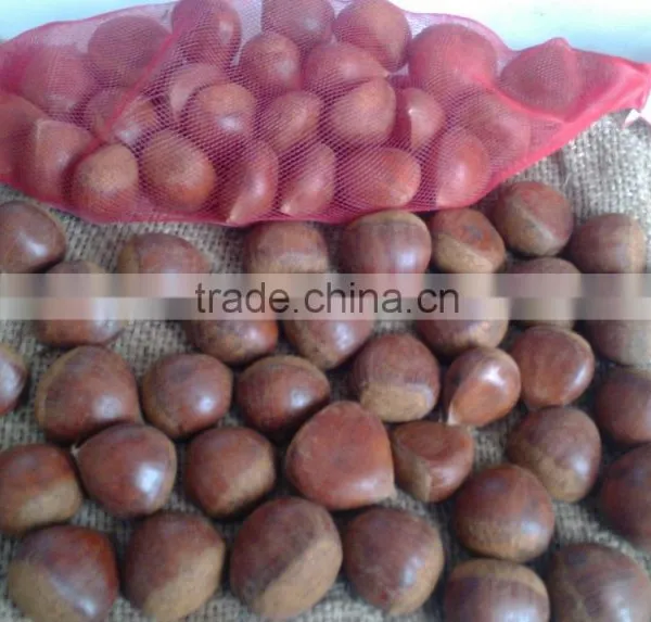 Large Quantity Natural Healthy Chestnut photo-4