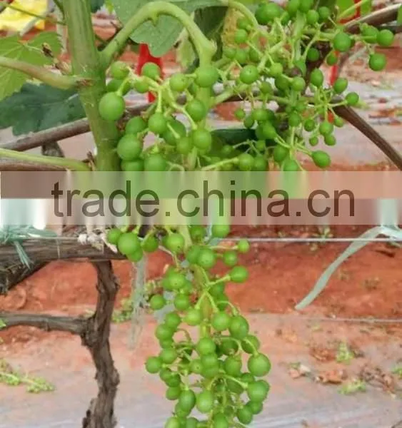 Bulk Grapes photo-2
