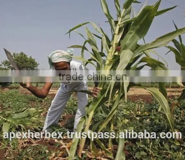 Green Millet Food Grade / Green Millet Feed Grade / Millet Green photo-2