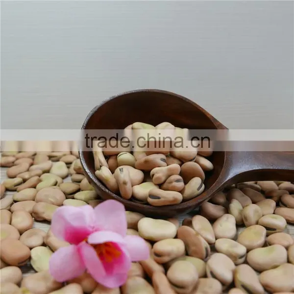Broad Bean 2016 Crop Oil Bean High Quality photo-2