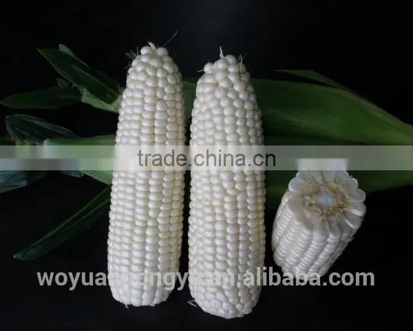 Fresh Corn photo-2