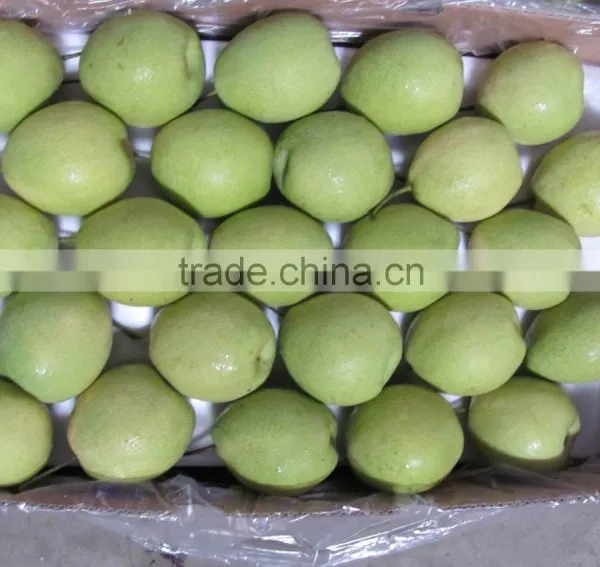 Shandong Pear photo-4
