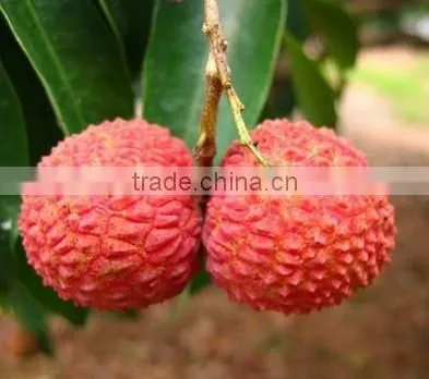 2016 Fresh Fruit Lichee From China photo-2