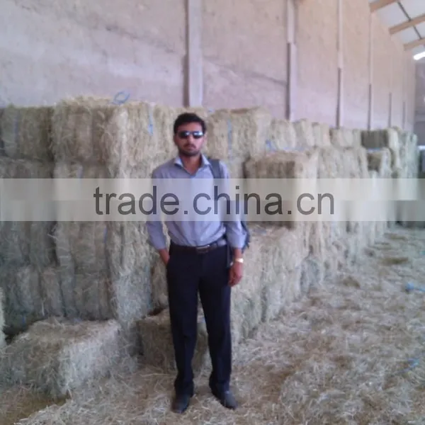 Rhode Grass Hay photo-3