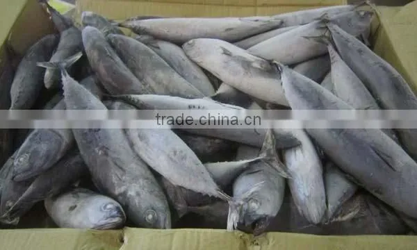 Frozen Bonito photo-2
