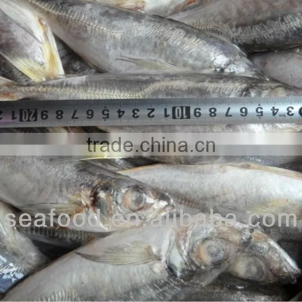 Whole Round Horse Mackerel Frozen Horse Mackerel