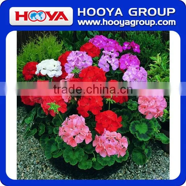Roll n Grow Flower & Lazy Flower Carpet photo-4