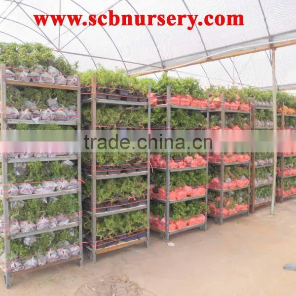 Bonsai Nursery Plant Supplier From China photo-2