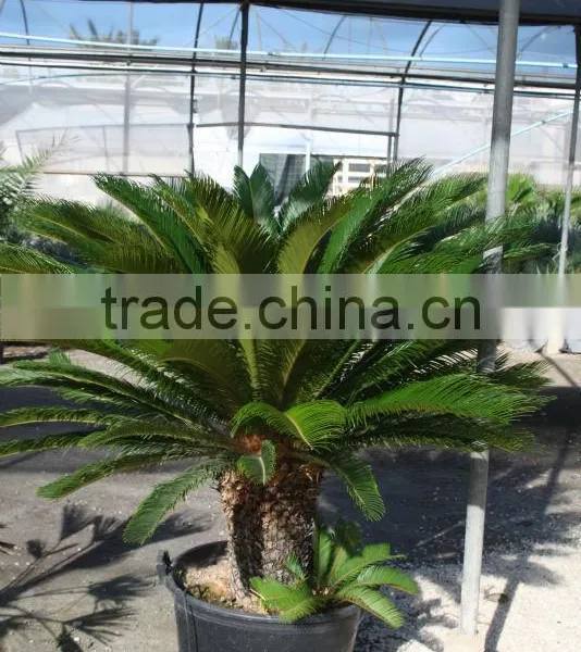 Cycas Revoluta photo-2