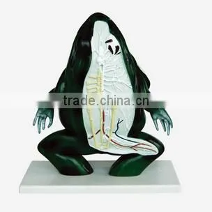 Frog Dessected Model photo-2