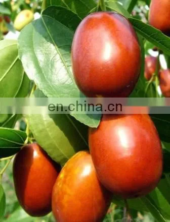 Dates Syrup Making Machine/Dates Molasses Making Machine photo-5