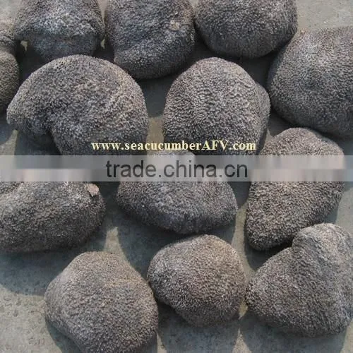 Ball Sea Cucumber Vietnam, Pingpong Fish, Holothuria Spp photo-4