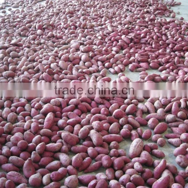 Fresh Chinese Purple Sweet Potato For Export photo-6