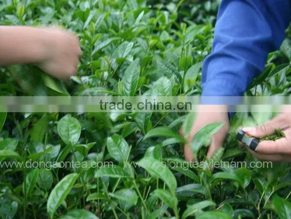 Vietnam High Quality Black Tea photo-4