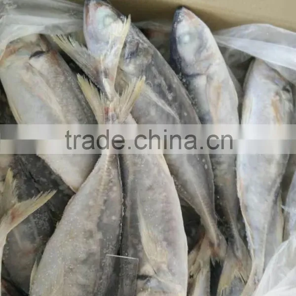 Frozen Fish Horse Mackerel Size 20cm+ Fro Sale photo-2