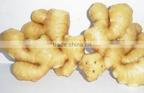 2016 Chinese Fresh Ginger for Hot Selling photo-3