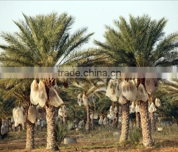 Organic Standard Dates Unbranched, High Quality Standard Dates "Deglet Noor" Category, Organic Standard Dates Fruit 1 Kg photo-5