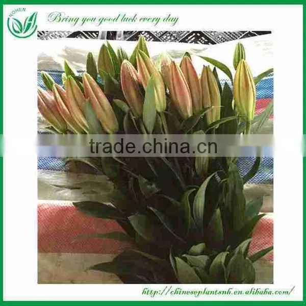 Lily Flowers Fresh Cut Flower photo-3