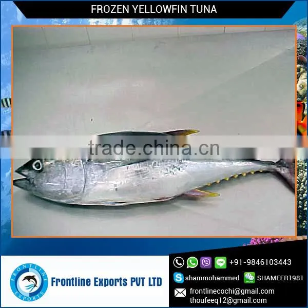 Land Frozen Yellow Fin Tuna Gilled & Gutted Fish