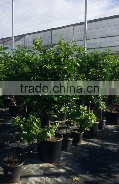 Mandarine Tree - Citrus Reticulata photo-2