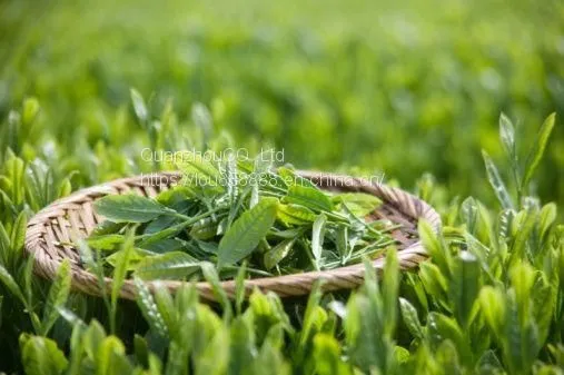 Green Tea photo-2
