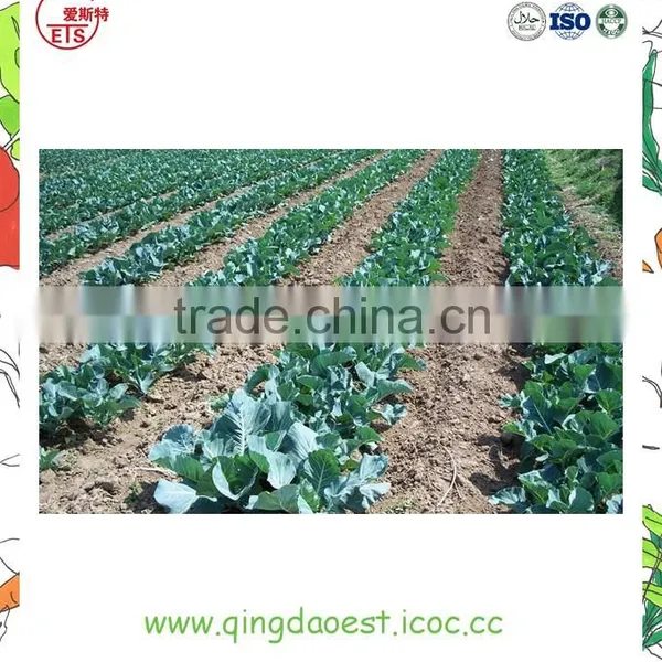 Organic Green Vegetables Fresh Cauliflower From China photo-6