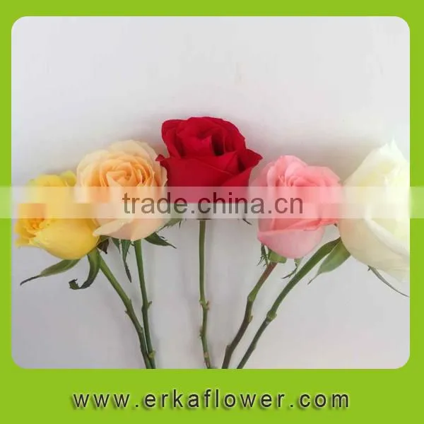 High Quality Hot Selling Factory Direct Sale Importers photo-4