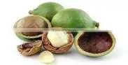 Macadamia Nuts