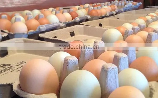 Fresh Table Eggs White and Brown photo-2