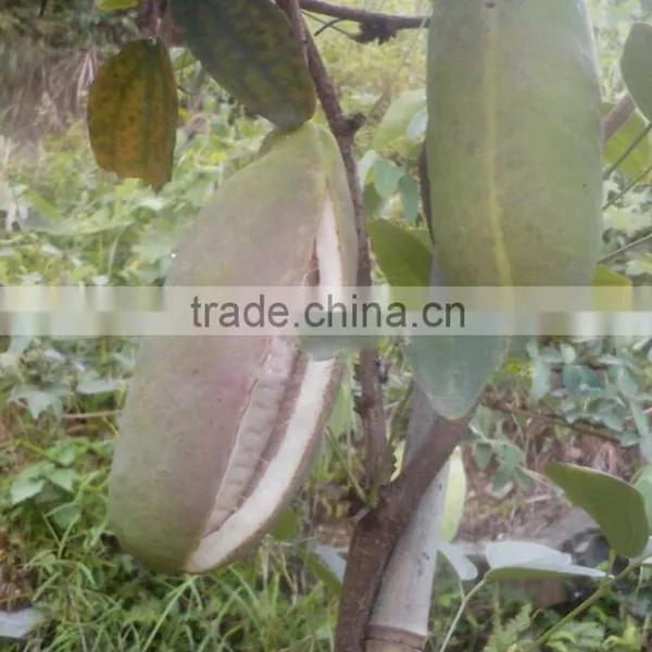 High Quality Rare Fruit Tree Seeds For Planting Holboellia Latifolia Wall Seeds photo-4