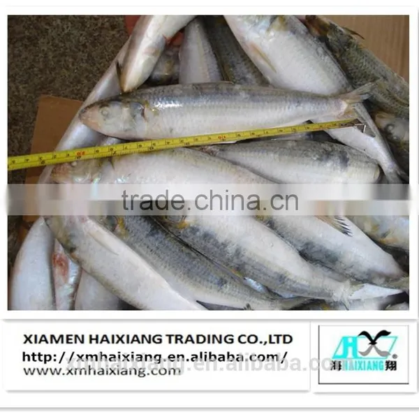 Frozen Whole IQF Tilapia Fish Farms in China photo-5