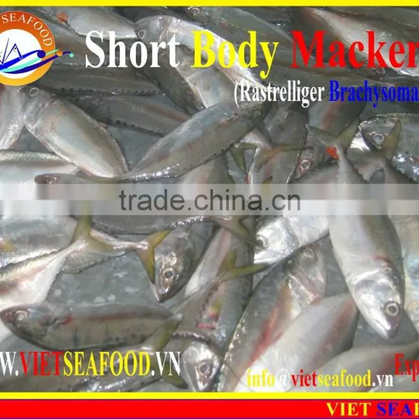 FROZEN SHORT BODY MACKEREL W/R photo-6