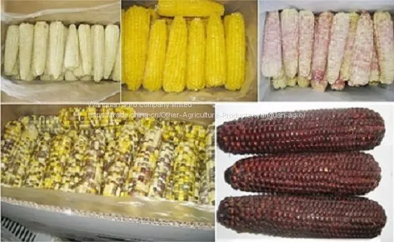 IQF Sweet Corn