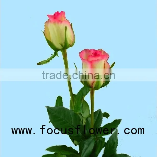 Long Lasting Hobby Lobby Wholesale Flowers Fresh Cut Jasmine Flowers Hopeshow for Home From China photo-2